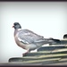  Mr Pigeon--Up on the roof top ! by beryl