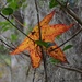 Leaf study, Magnolia Gardens, Charleston, SC by congaree
