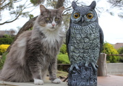 8th Dec 2014 - The Owl and the Pussy cat....