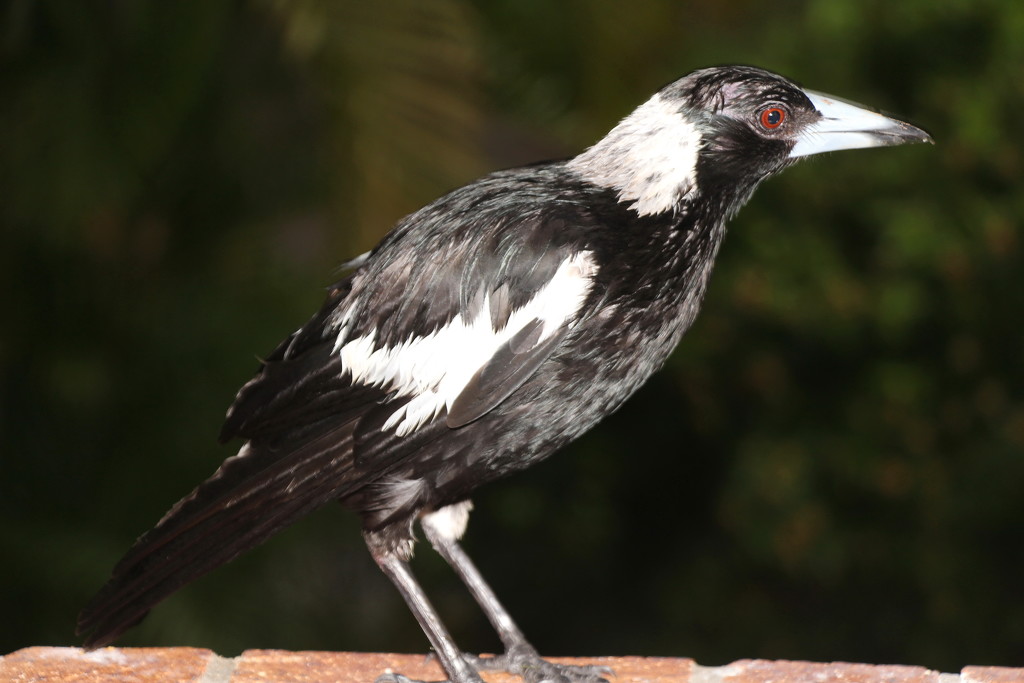 Wet Magpie by terryliv