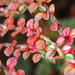 Cotoneaster Horizontalis by philhendry
