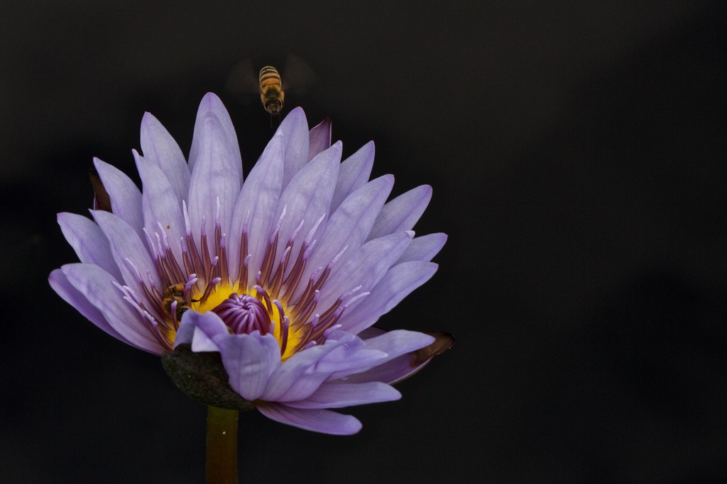 The Water Lily and the Bees by jyokota