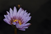 5th Dec 2014 - The Water Lily and the Bees