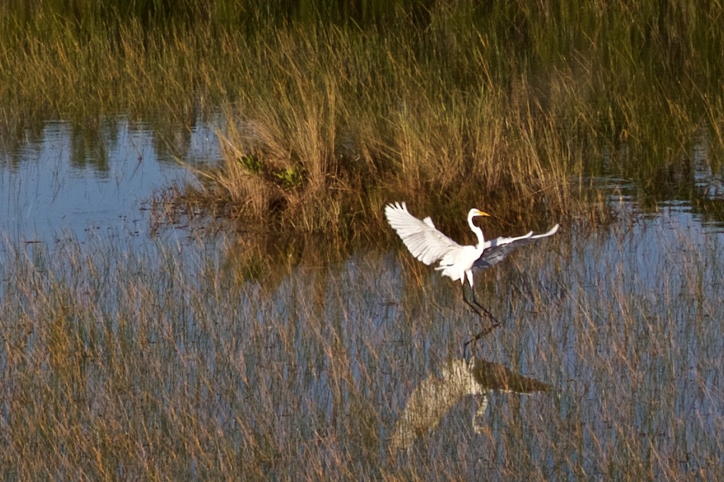 Everglades Egret by jyokota