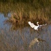 Everglades Egret by jyokota