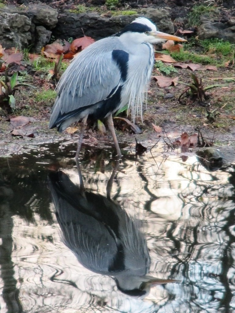 Heron by fishers