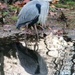 Heron by fishers