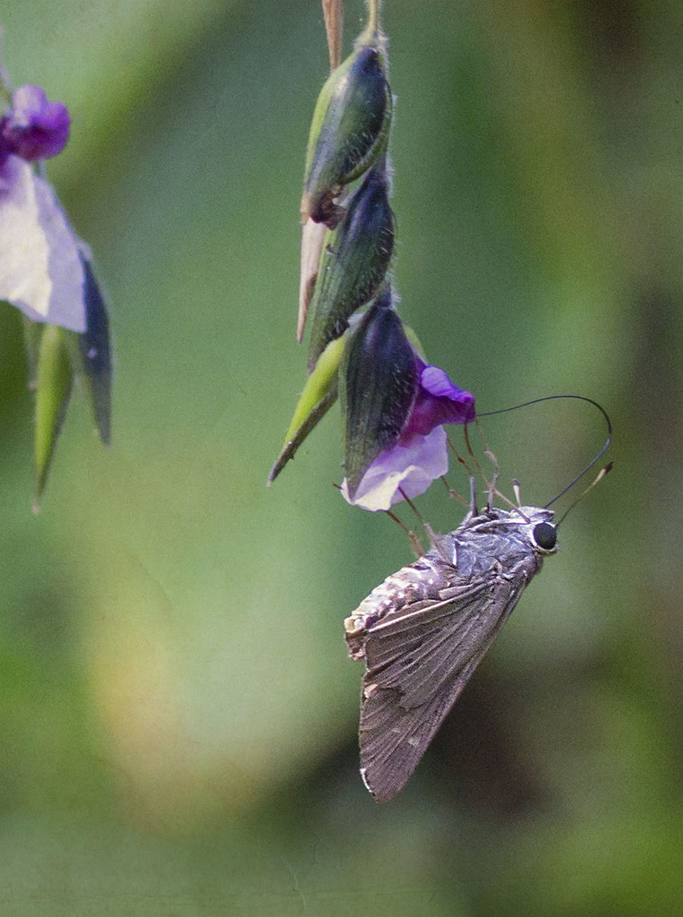 Moth and Flower by gardencat