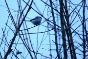 7th Dec 2014 - Long tailed tit