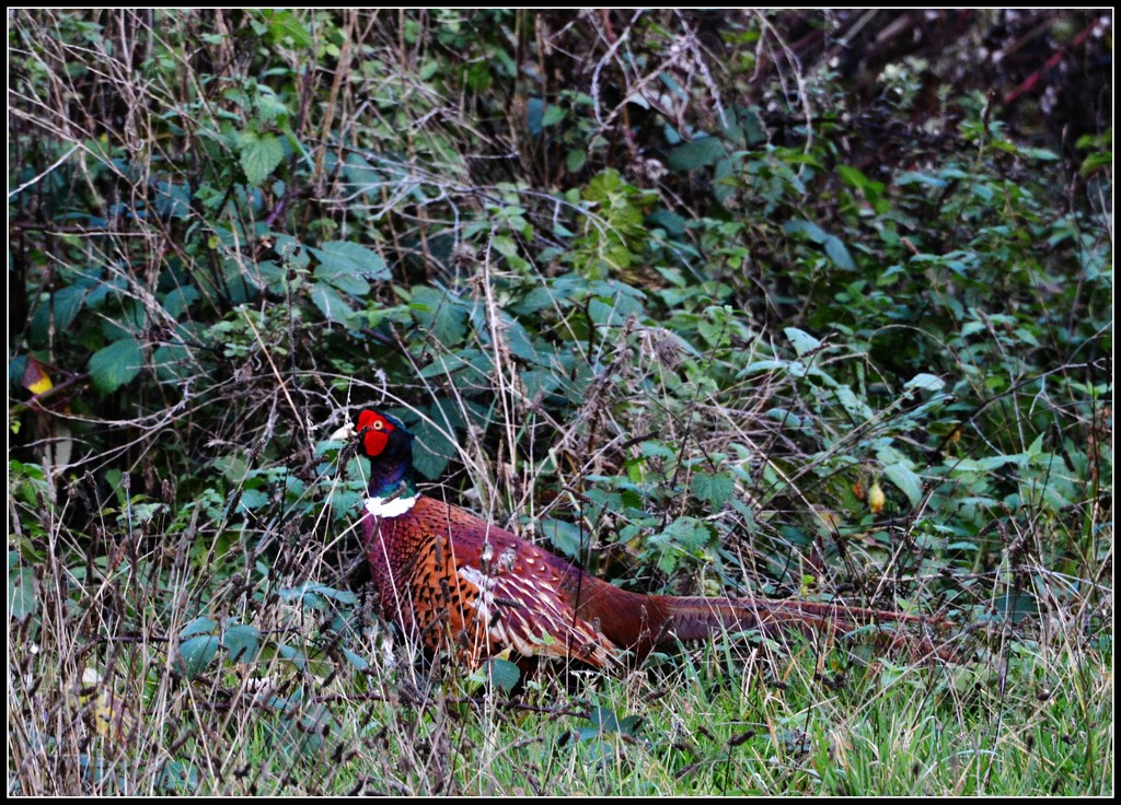Pheasant by rosiekind