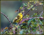 8th Dec 2014 - My friend the yellowhammer