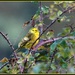 My friend the yellowhammer by rosiekind
