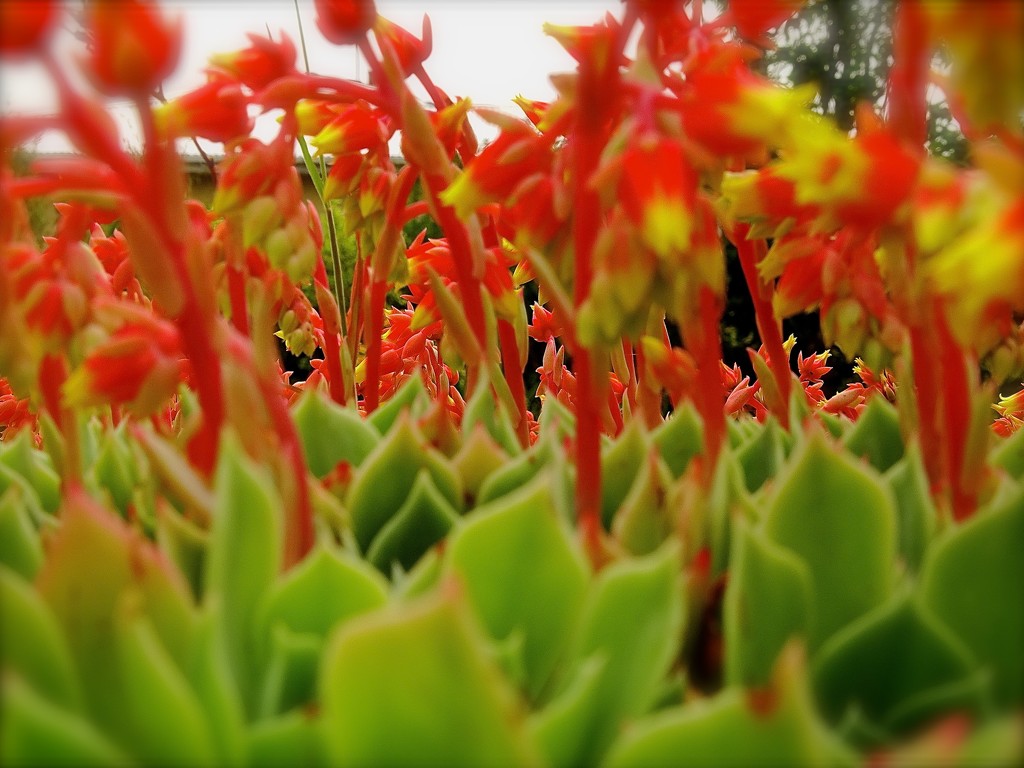 Cacti blur by maggiemae