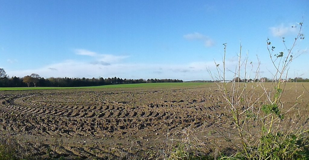 A Suffolk field by lellie
