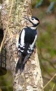 8th Dec 2014 -  Woodpecker (Male) Kilsby 