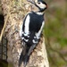  Woodpecker (Male) Kilsby  by susiemc