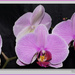 Orchid Flash by pcoulson