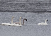 6th Dec 2014 - Tundra and Trumpeters