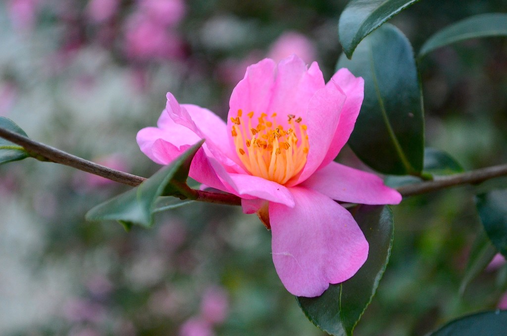 Camellia, Magnolia Gardens, Charleston, SC by congaree