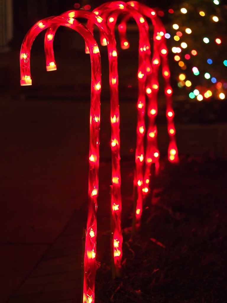 Candy Cane Walkway by rosiekerr