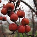 Berries by dakotakid35