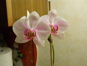 7th Dec 2014 - My dad's orchid is blooming again!