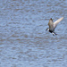 Tern in flight by flyrobin