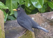 9th Dec 2014 -  Blackbird (Male) 