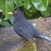  Blackbird (Male)  by susiemc
