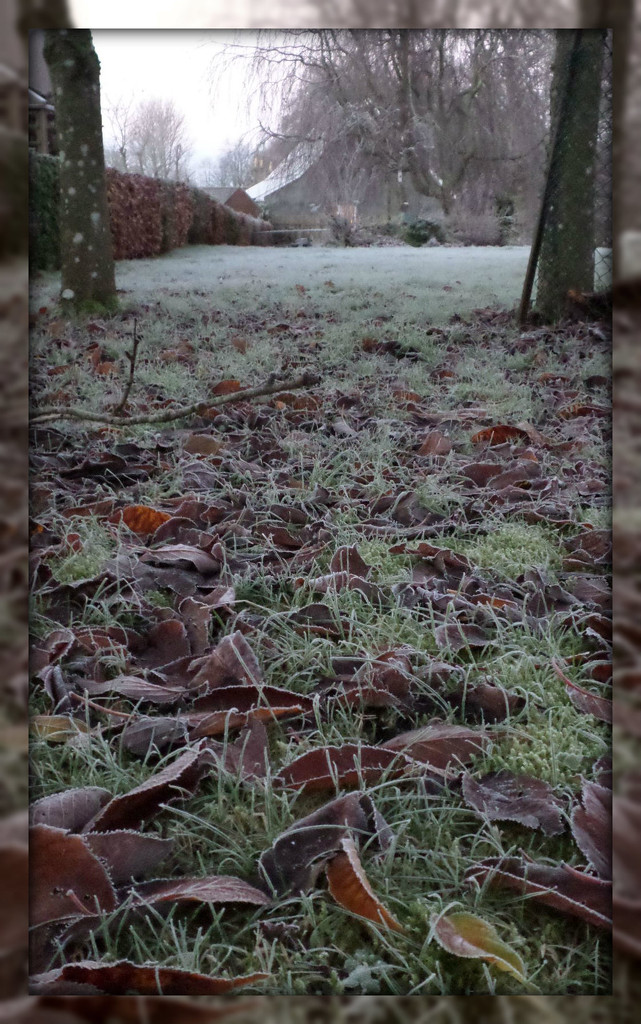 a sharp frost down the garden by sarah19