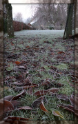 3rd Dec 2014 - a sharp frost down the garden