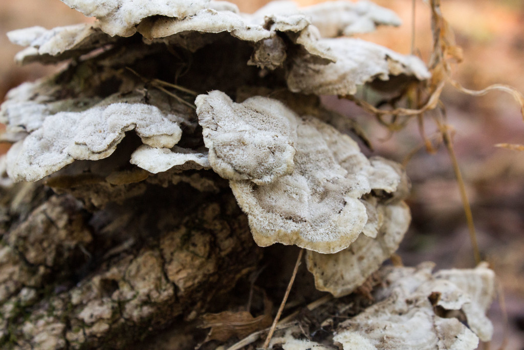 Fungi on a log by randystreat