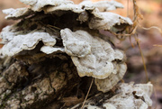 9th Dec 2014 - Fungi on a log