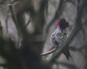 6th Dec 2014 - Preening on a Dreary Day