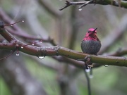 9th Dec 2014 - Waiting in the Rain