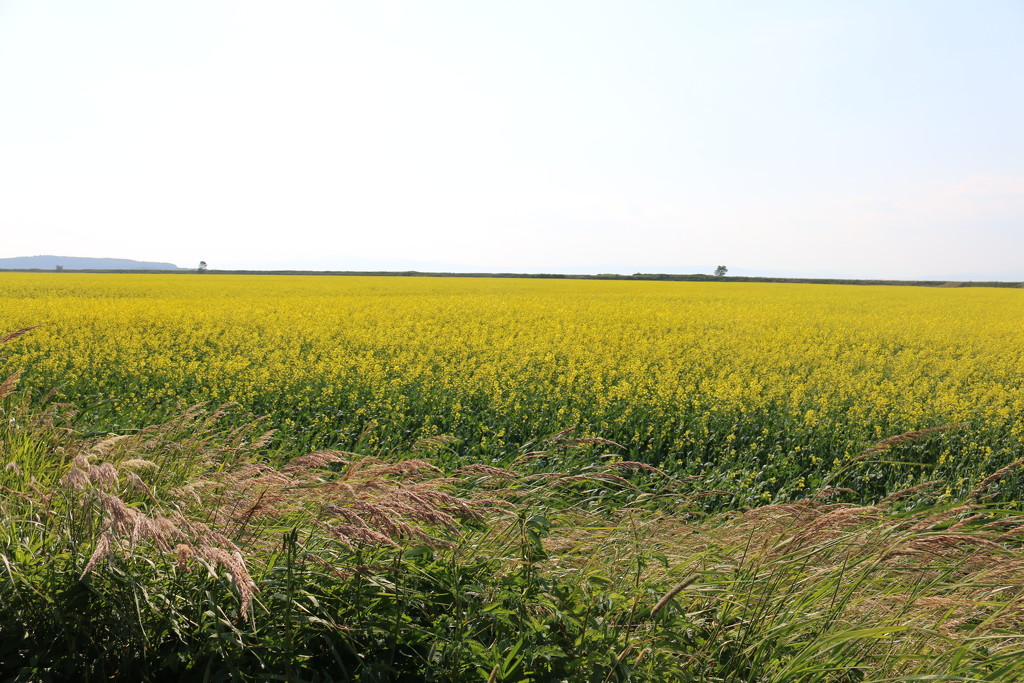 Canola. crop. by hellie