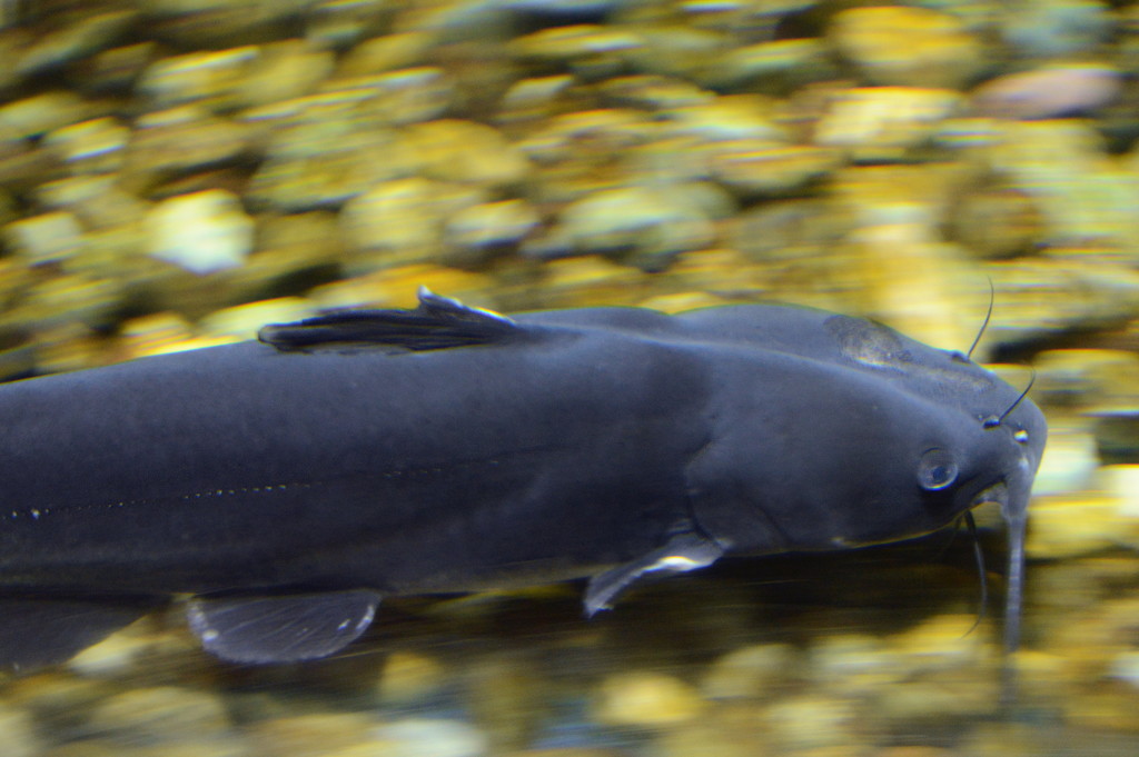 Blue Catfish in motion by francoise