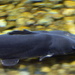Blue Catfish in motion by francoise