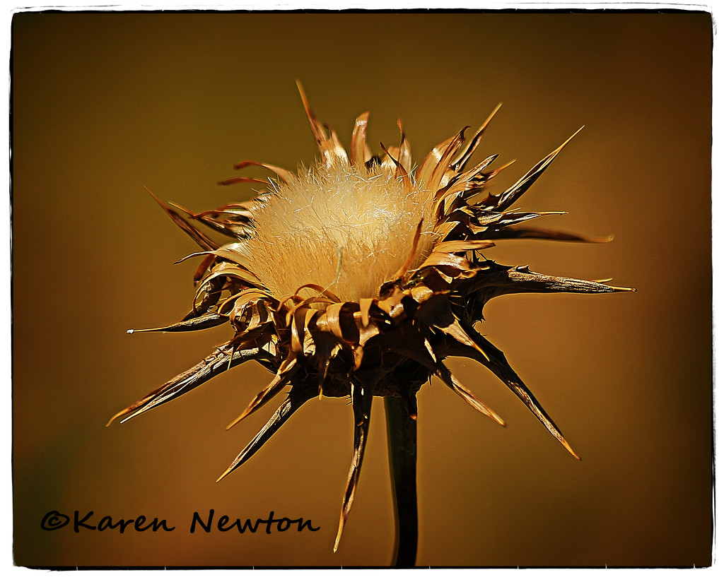 Thistle flower by rustymonkey