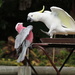 Galah vs Sulphur Crested Cockatoo by terryliv