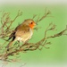Fluffy robin on 365 Project