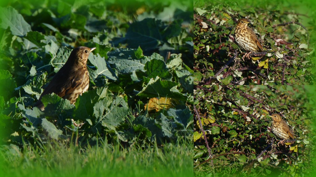 The two sides of Mrs Thrush by rosiekind