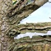 Strange bark formation on Elms by julienne1