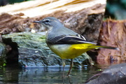 9th Dec 2014 - GREY WAGTAIL WITH WET FEET