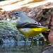 GREY WAGTAIL WITH WET FEET by markp
