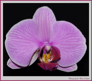 10th Dec 2014 - Isolated Orchid