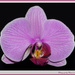 Isolated Orchid by pcoulson