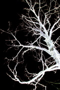 10th Dec 2014 - Skeleton tree 