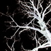 Skeleton tree  by susale