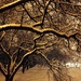 Winter Wonderland  by sarahabrahamse